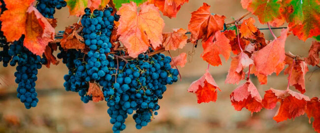 Foto: bouchonfamilywines.com/